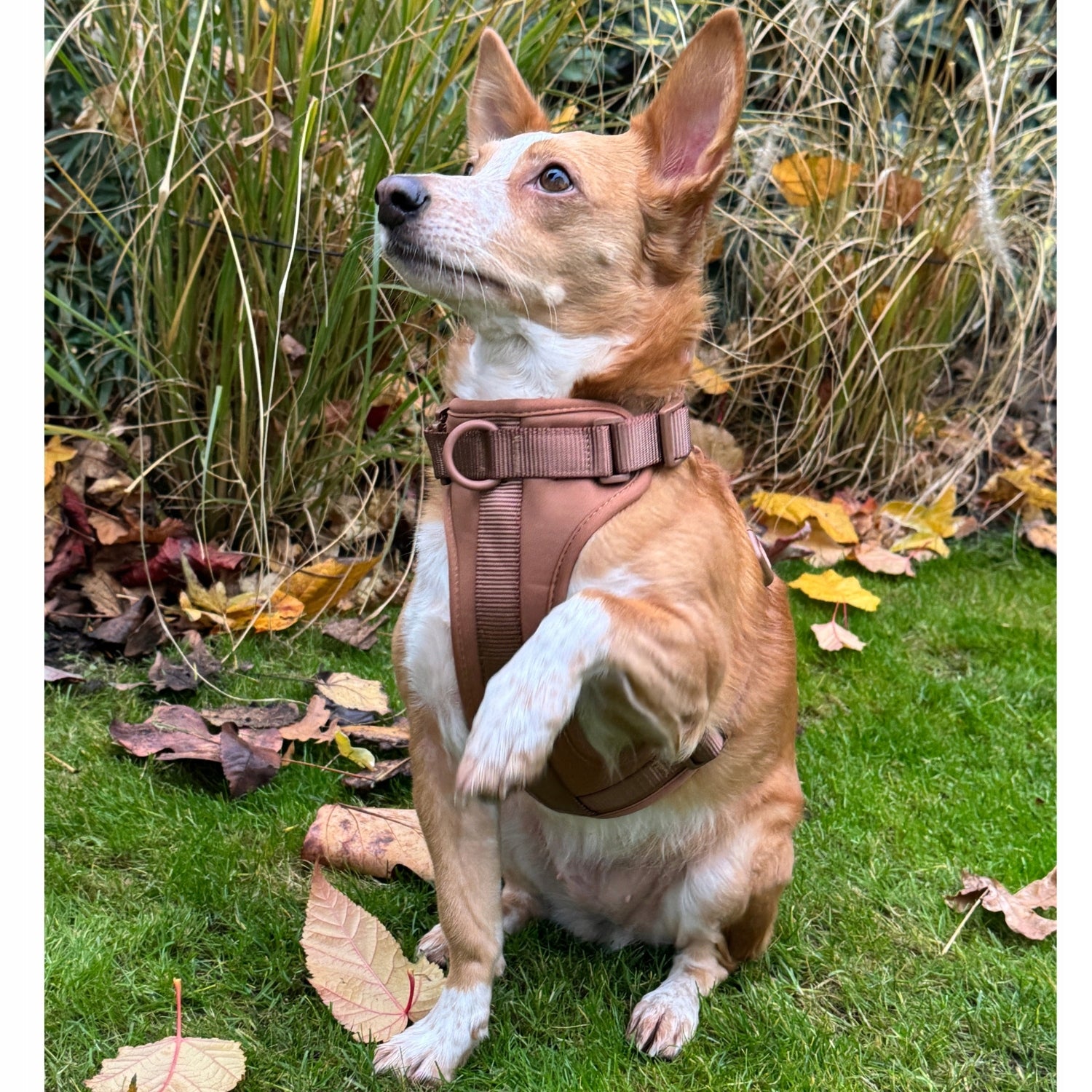 Dog Harness Guard Pressure-Free Walking Adjustable Brown Pupido XS Manufacturer code Mokka-Szelki-XS