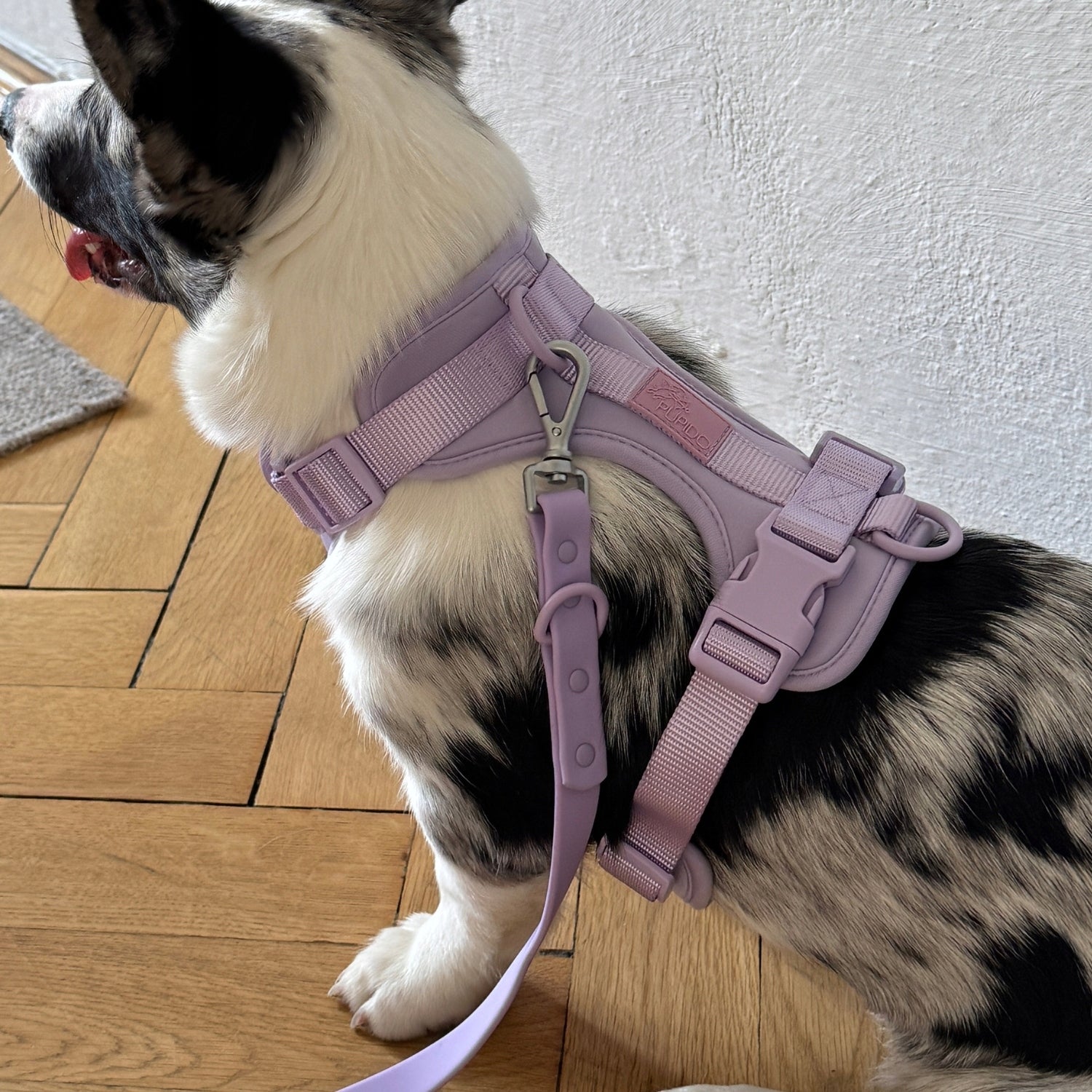 Dog Harness Guard Pressure-Free Walking Adjustable Lavender Pupido XS Trade name Szelki dla psa Guard Lawendowe Pupido rozmiar M