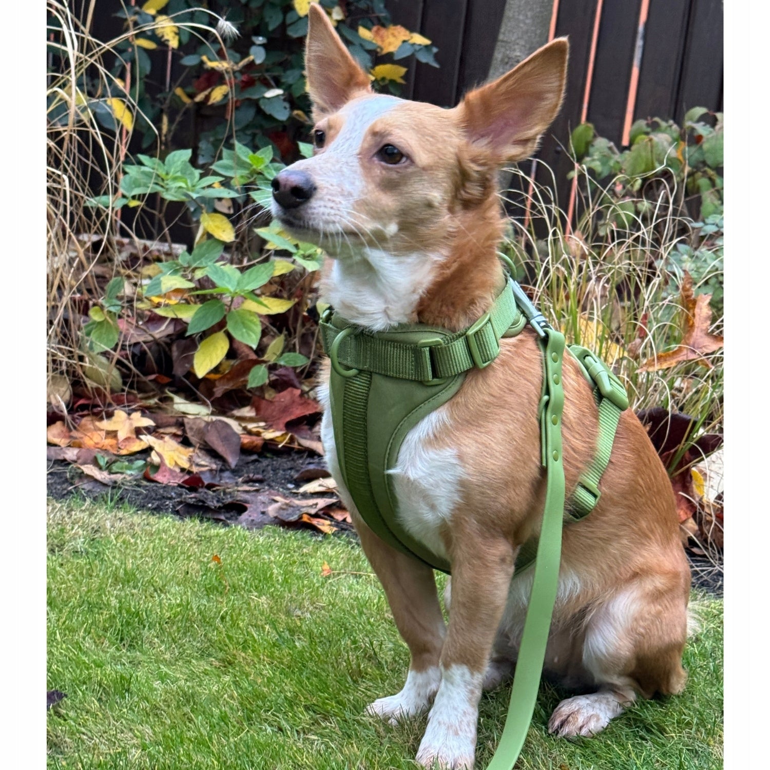 Dog Harness Guard Pressure-Free Walking Adjustable Olive Pupido L Kind walking harness