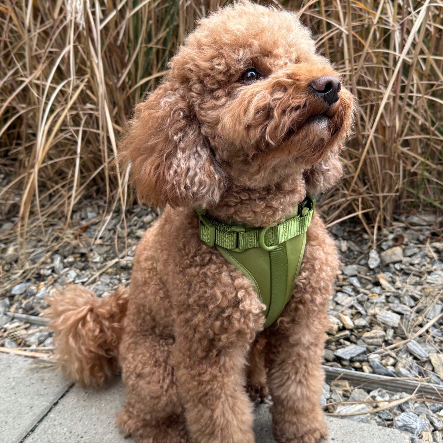Dog Harness Guard Pressure-Free Walking Adjustable Olive Pupido L Trade name Szelki dla psa Guard Oliwkowe Pupido rozmiar L