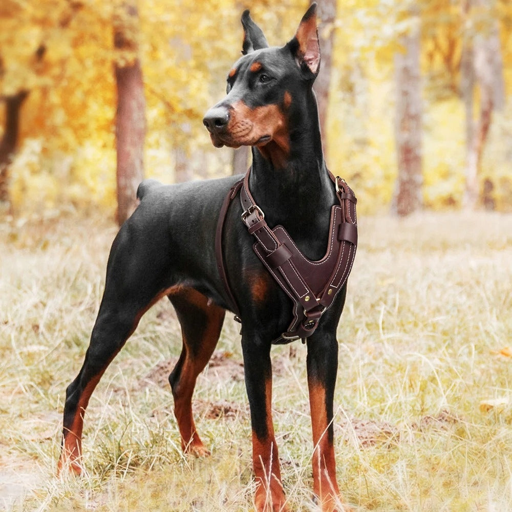 Dog Harness Leather For Large Dogs Harness Doberman Cane Corso Pitbull Brand Pet Artist