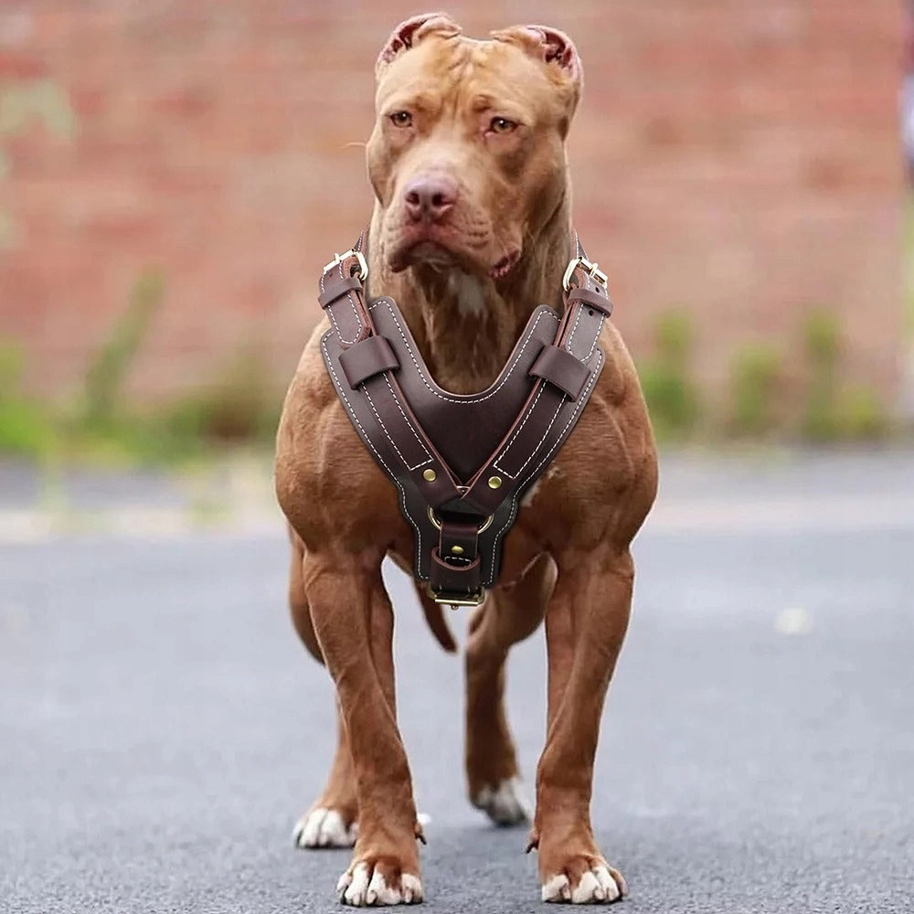 Dog Harness Leather For Large Dogs Harness Doberman Cane Corso Pitbull Size L
