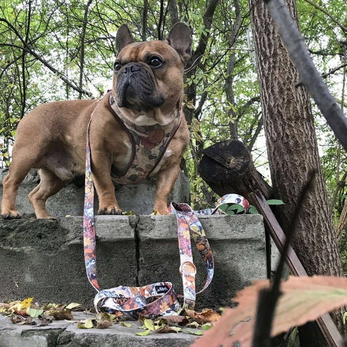 Dog Harness Pressure-Free Autumn XXS Packaging status original