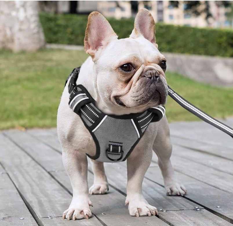 Dog Harness Pressure-Free GREY Guard Comfortable Reflective L + Lanyard Manufacturer code Szelki dla Psa Bezuciskowe Guard Anytech L