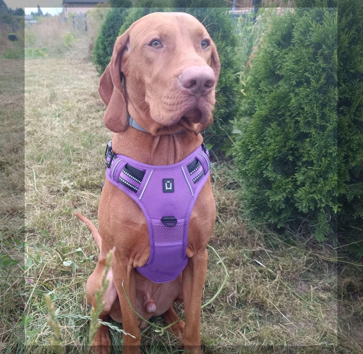 Dog Harness Pressure-Free Guard Easy Walk Handle For Dogs Pulling XL EAN (GTIN) 5060211015953