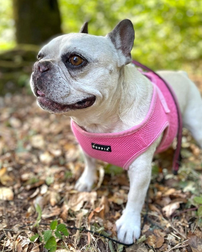 Dog Harness Puppia Soft pink S - lightweight, pressure-free Color pink