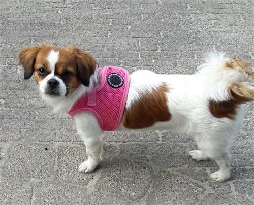 Dog Harness Puppia Soft pink S - lightweight, pressure-free Kind walking harness