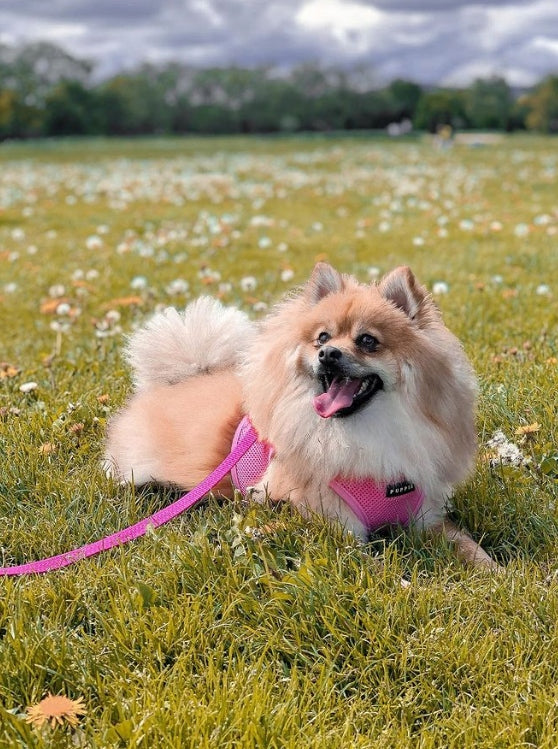Dog Harness Puppia Soft pink S - lightweight, pressure-free Manufacturer code PAHA-AH305-PK-S