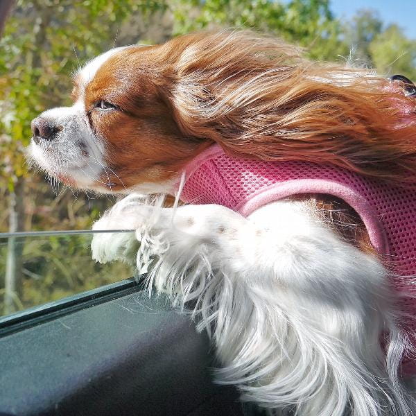 Dog Harness Puppia Soft pink S - lightweight, pressure-free Type adjustable