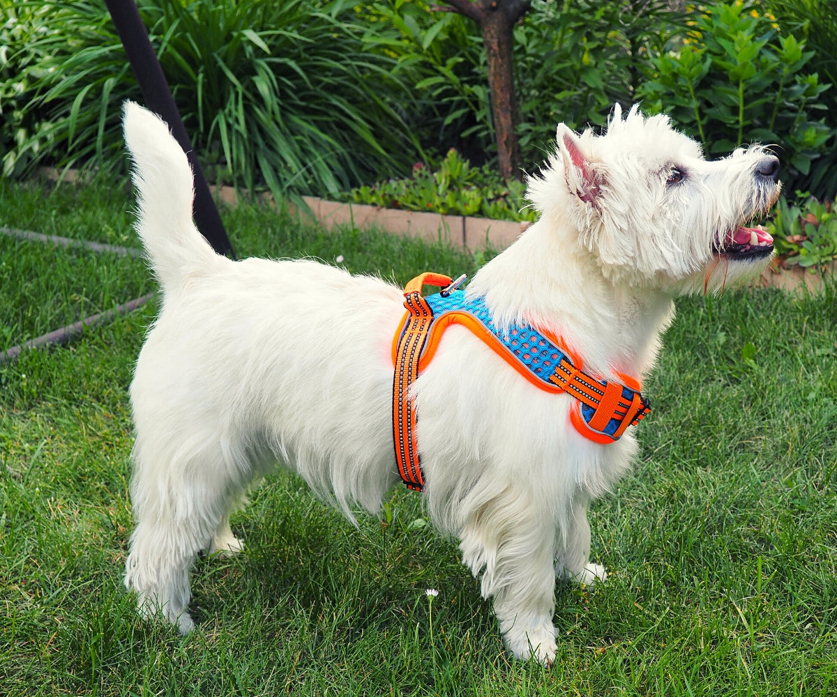 Dog Harness Reflective Durable Premium Boxer Golden Shepherd size L Brand Best Friends