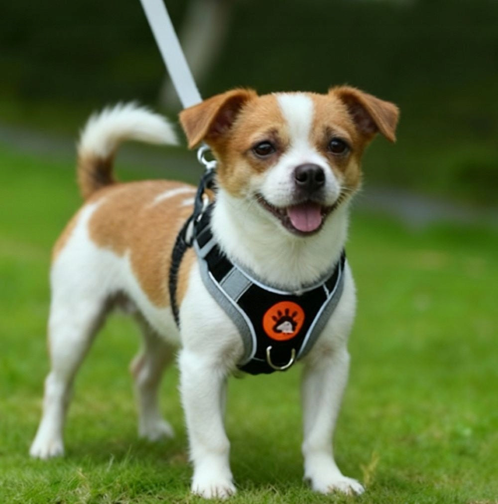 Dog Harness S black with reflective leash comfortable adjustable Manufacturer code Z0093