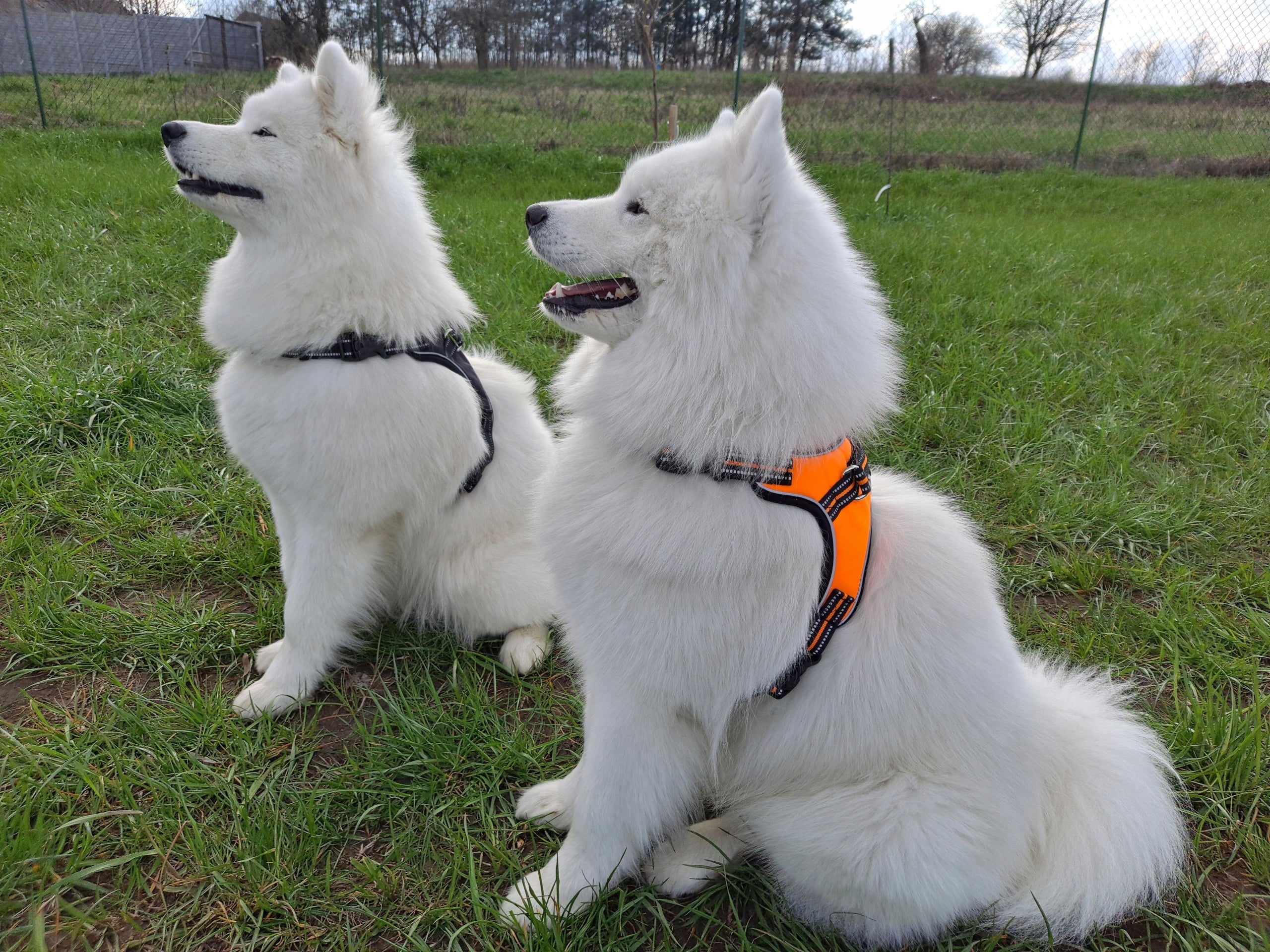 Dog Harness, STRONG,REFLECTIVE,SHEPHERD,GOLDEN XL Packaging status original