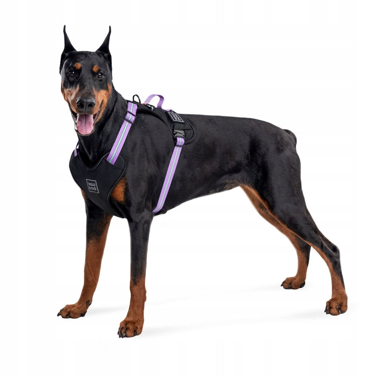 Dog Harness Safe + QR ADDRESS FREEBIE, Purple, Size S Manufacturer code 4823089322353