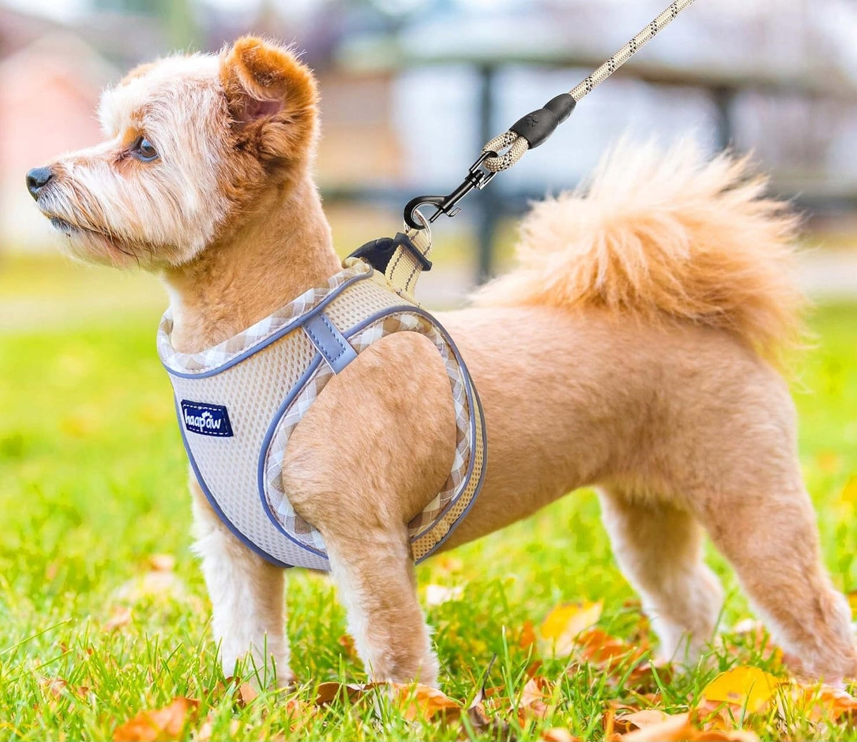 Dog Harness Set Lanyards Without Pulling Adjustable Reflective M Packaging status original