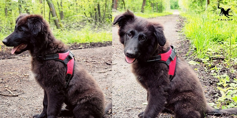 Dog Harness, Small Dog Harness, Pressure-Free Harness, Reflective Harness S Size S/M