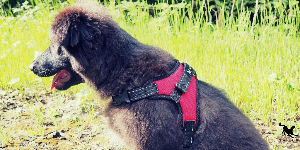 Dog Harness, Small Dog Harness, Pressure-Free Harness, Reflective Harness S Type harness with handle