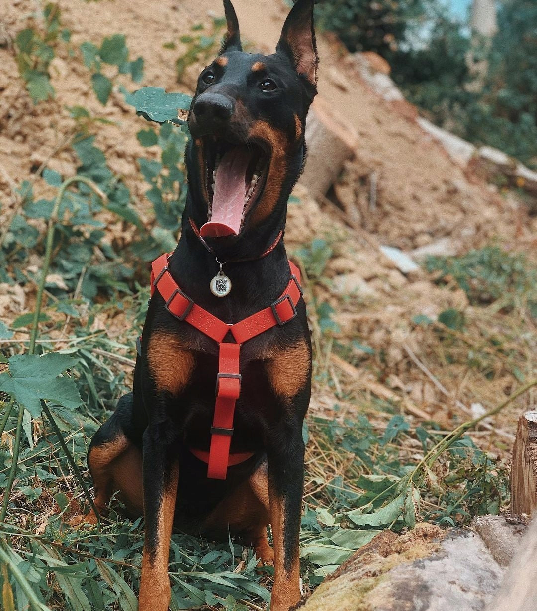 Dog Harness Waterproof + QR Address Card FREEBIE, Red, Size XS Color red