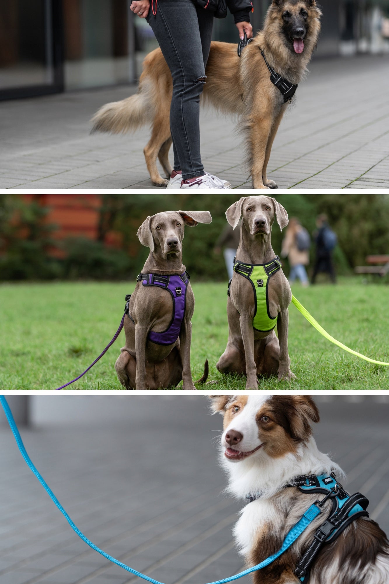 Dog Harness for Learning to Walk Reflective Guard HUGGY DOGGY Strong M Color red