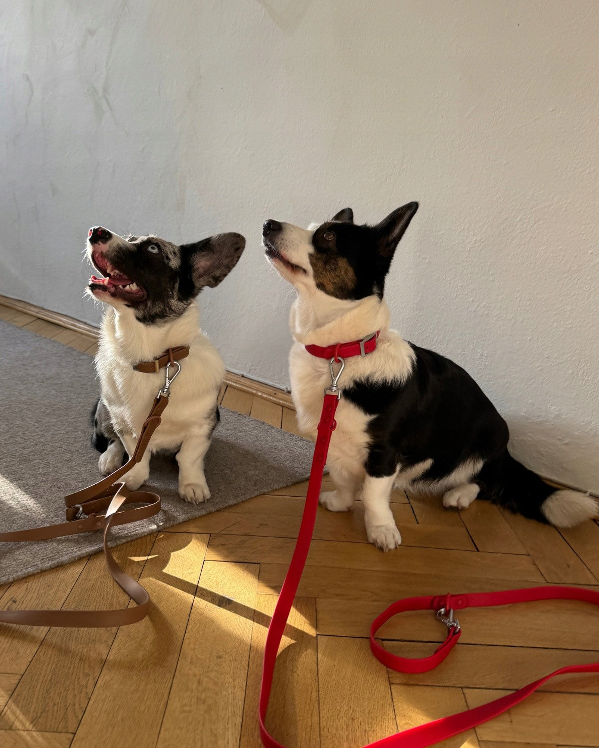 Dog LANYARD WATERPROOF STRONG PVC 1.75M Red Pupido Brand Pupido