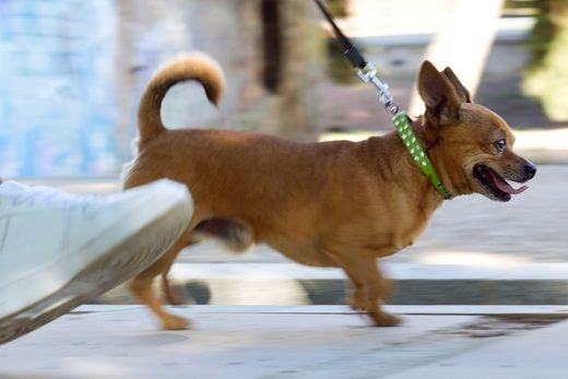 Dog Leash 10 M Training Nylon Tape Cord Long Strong Durable Trade name Smycz Dla Psa 10 M Treningowa Taśma Dla Kota Linka Długa Mocna Wytrzymała