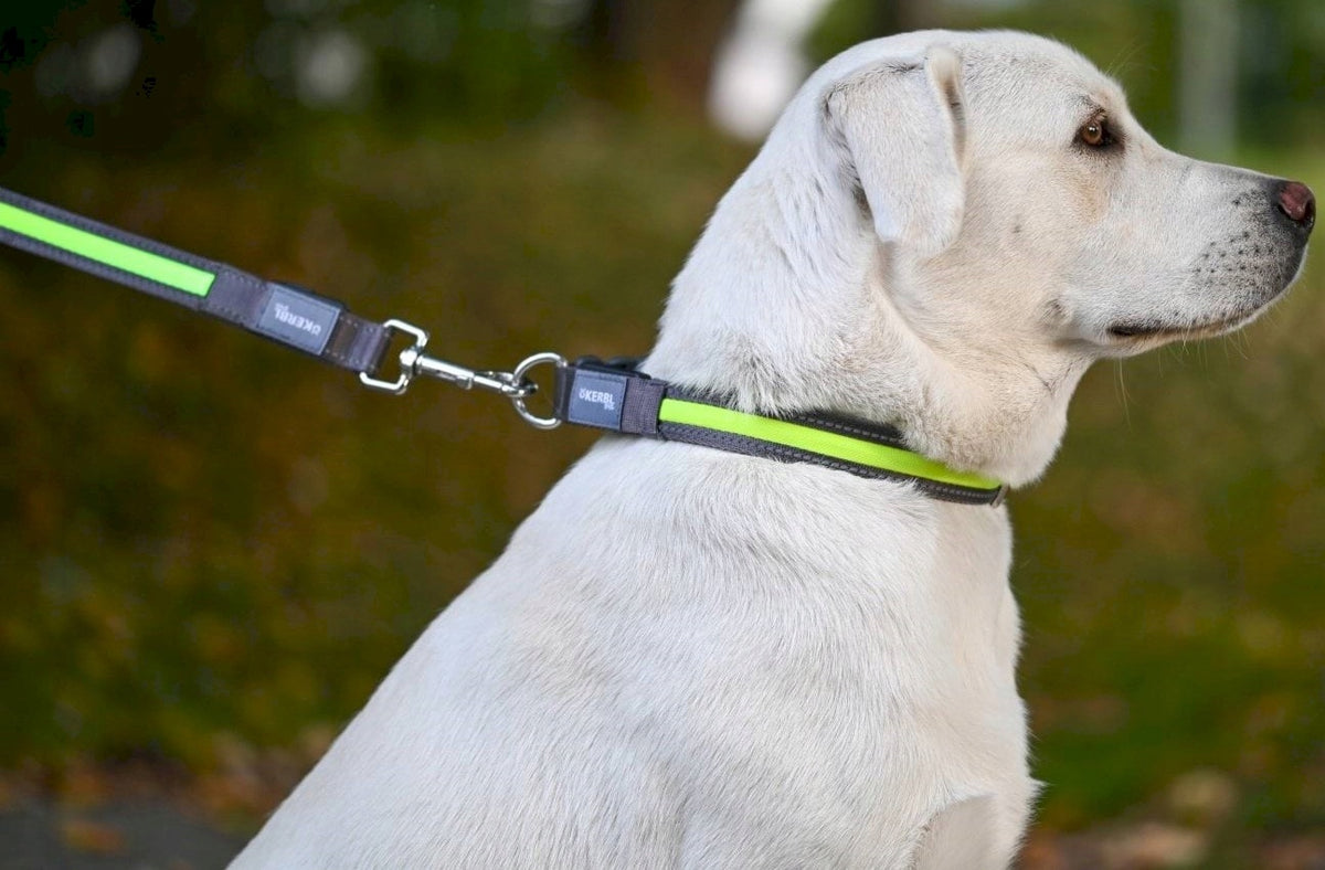 Dog Leash Solid Illuminated LED 120cm Kerbl Pet Light & Reflex Manufacturer code 81045