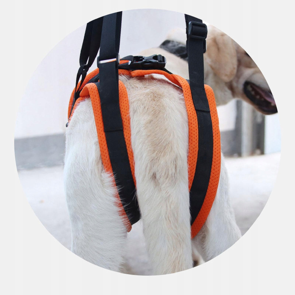 Dog Lift Harness Leg Support up Stair Seniors Rear Legs Auxiliary Dog S Packaging status original