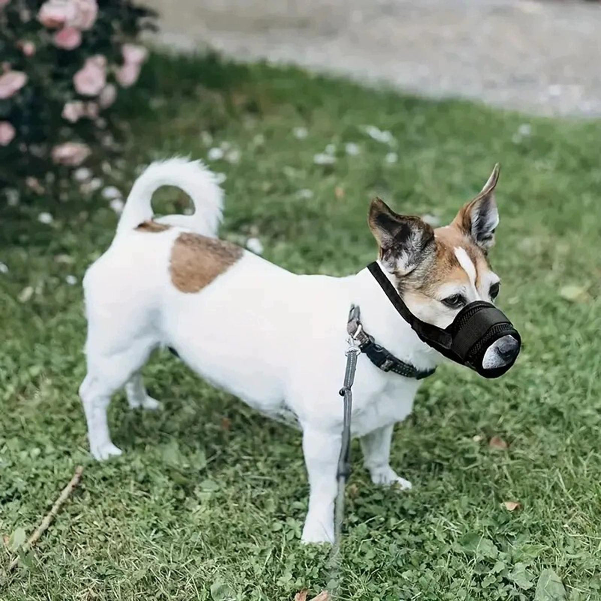Dog Muzzle Soft Anti Chewing Anti Biting Drinkable Mesh for Small, Medium S Packaging status original