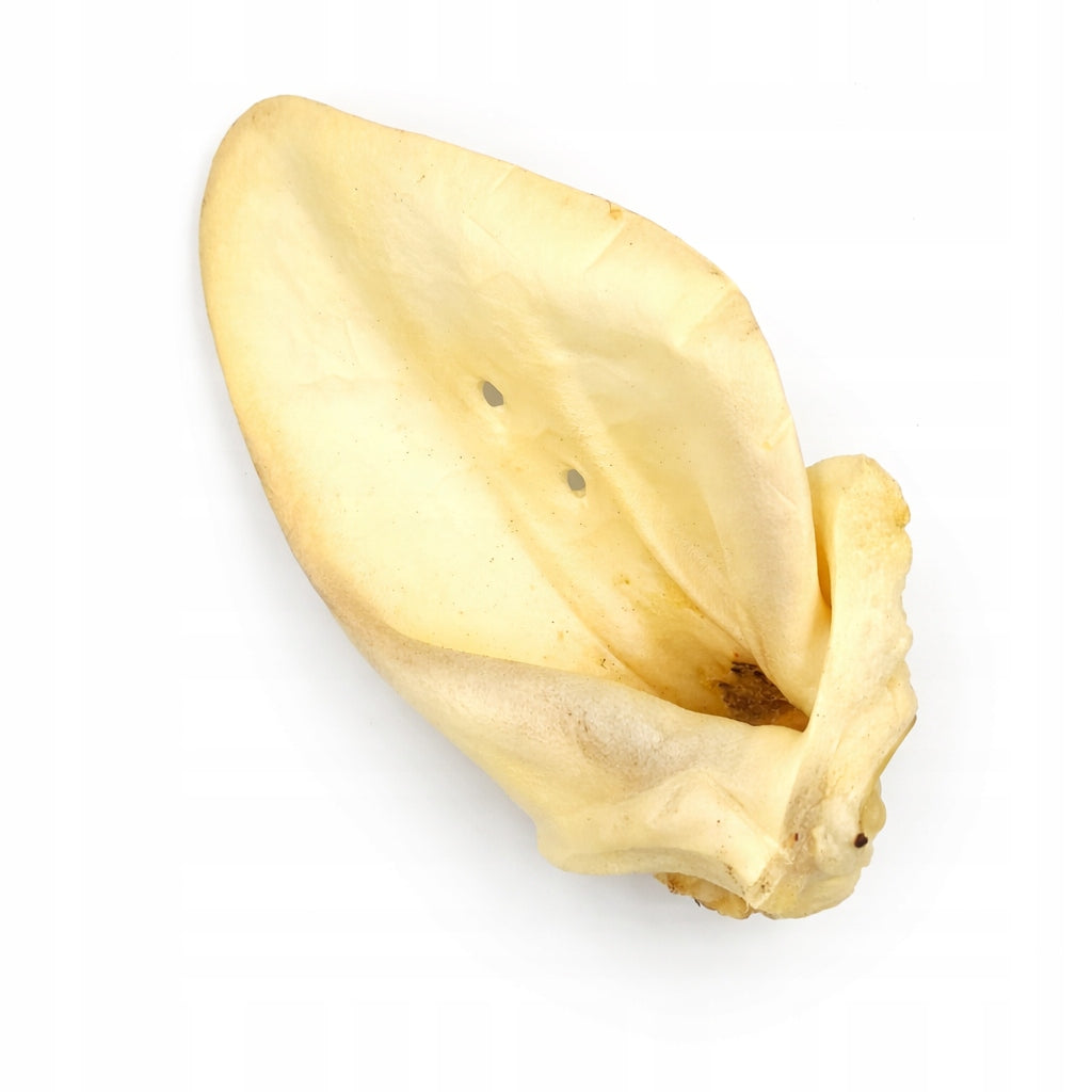 Dog Teether - Beef Ear White