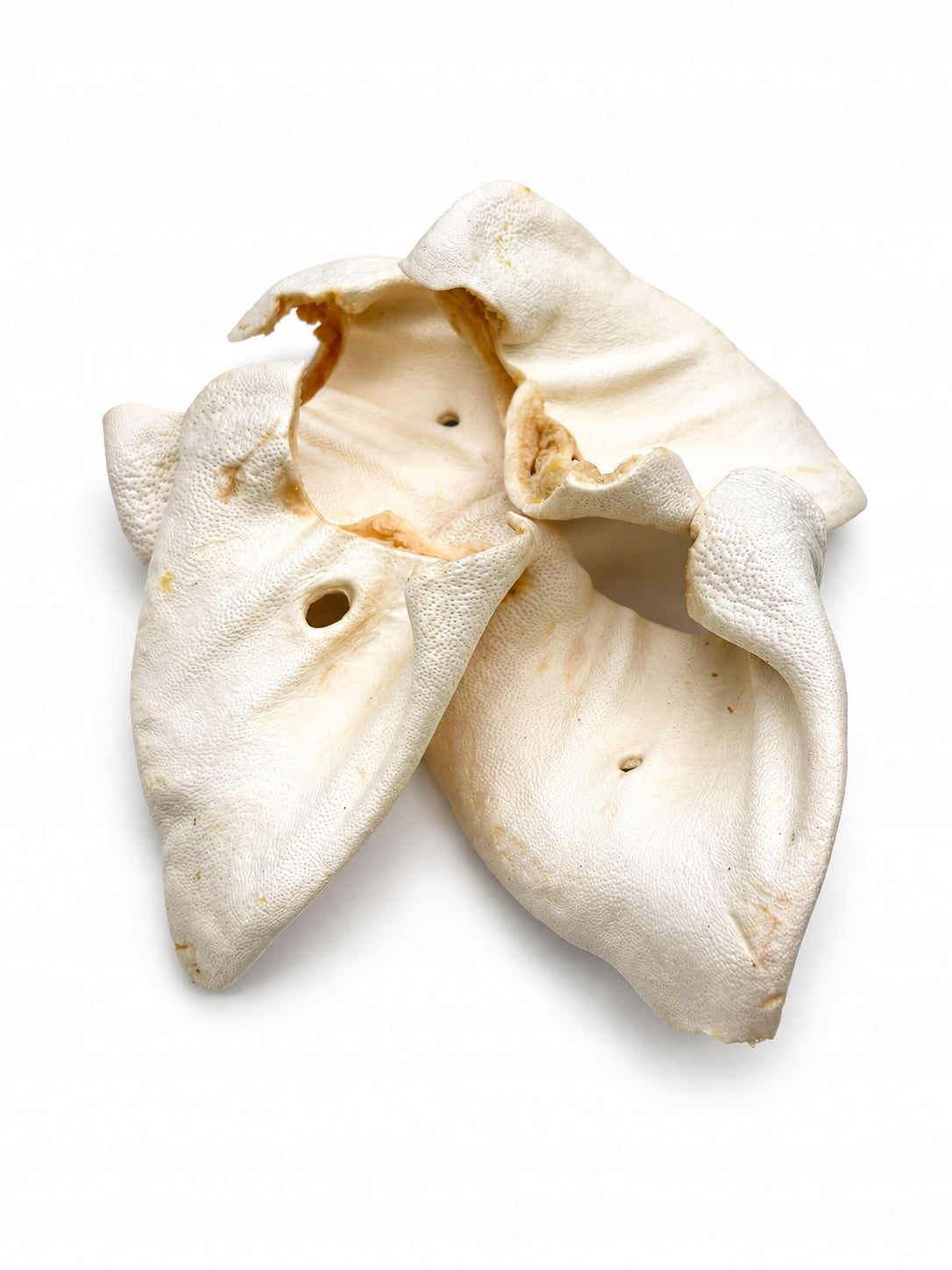 Dog Teether - Pork Ear Pig Flap White 1pcs Manufacturer code UCH-WIE-B