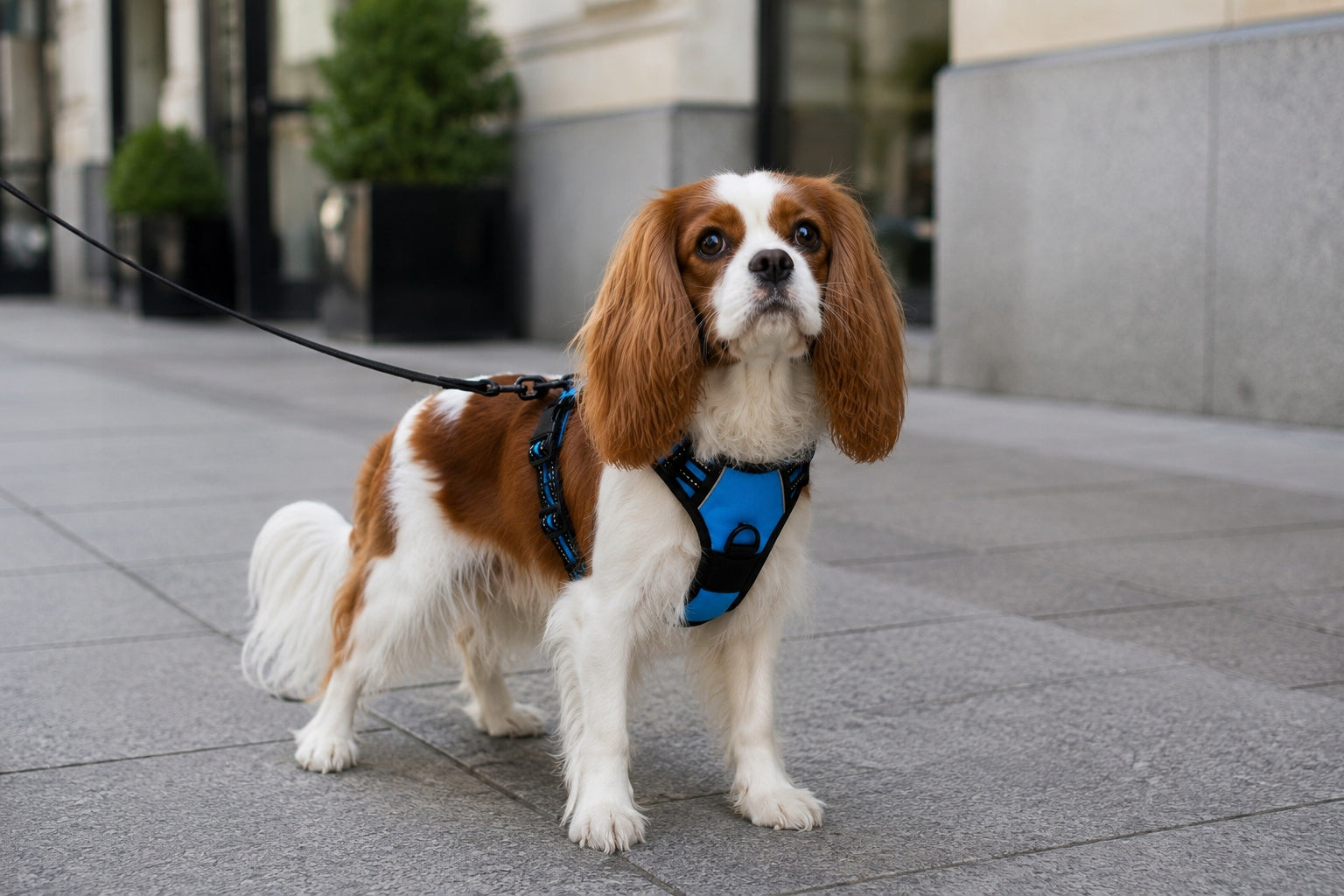 Dog and cat HARNESS PRESSURE-FREE blue GUARD S 33-60cm Maltese York Trade name Szelki S