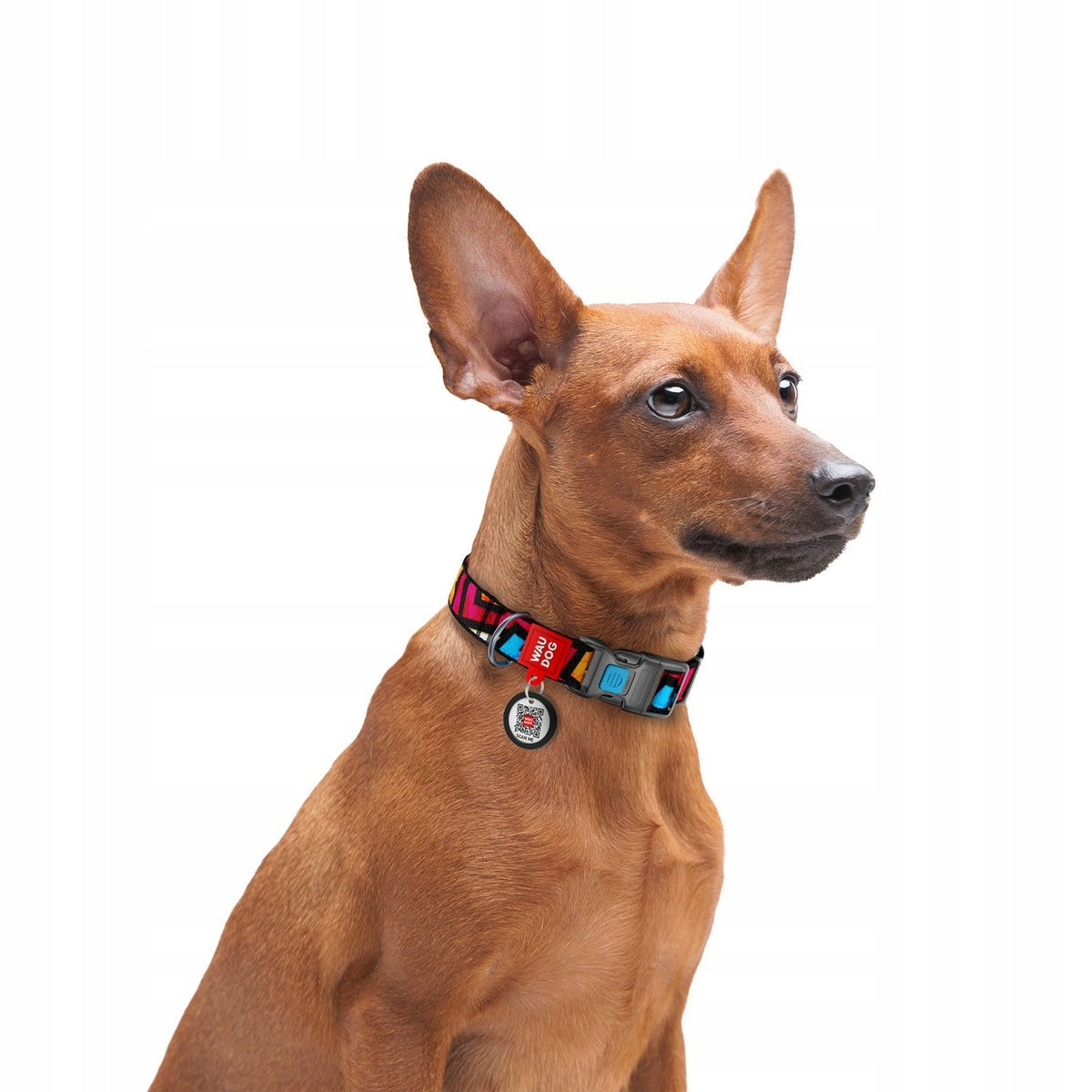 Dog collar, Graffiti drawing, 28-40 cm 20 mm Packaging status original