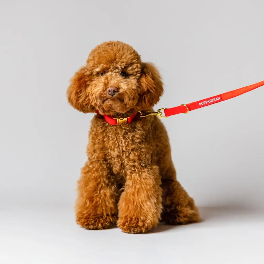 Dog collar Pupparisian velour red [L] Color red