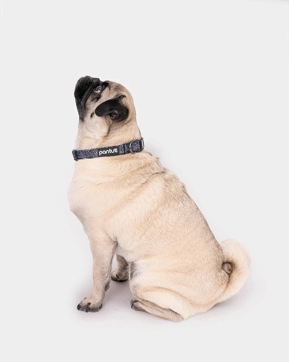 Dog collar adjustable snake pattern MAMBA XS Brand PANTUTI