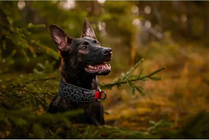 Dog collar classic RUKKA PETS L Brand no brand