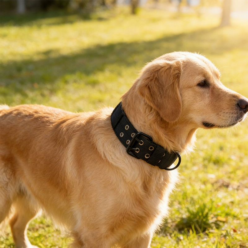 Dog collar with strap with handle wide strong adjustable L 42-54 Packaging status original
