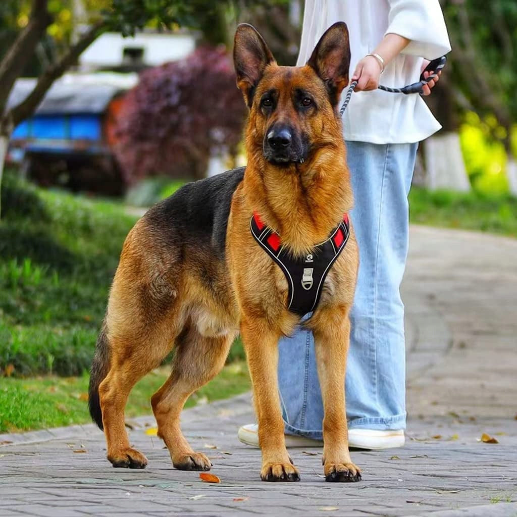 Dog harness+1.5M Dog Leash ,No Pull,Adjustable Reflective Oxford,SIZE:L Size L