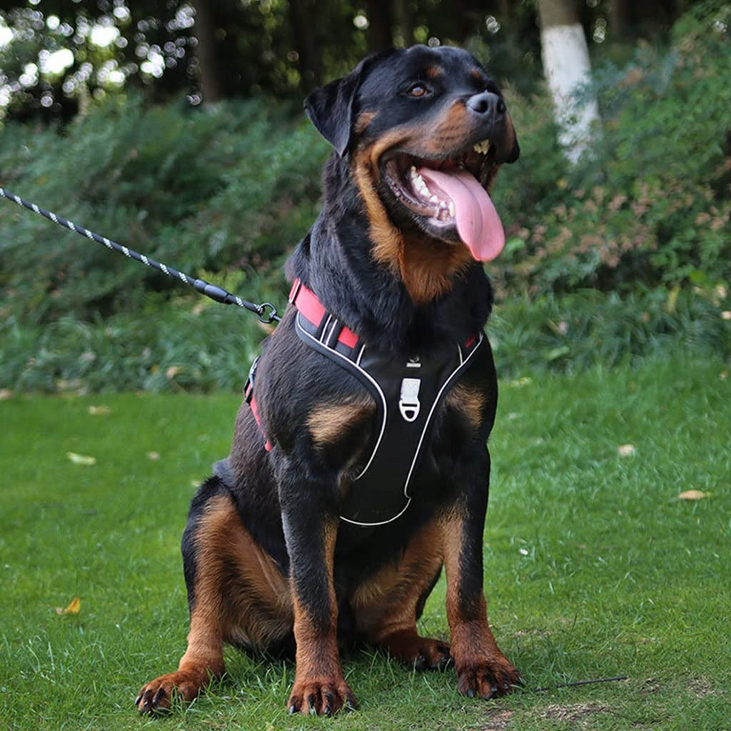 Dog harness+1.5M Dog Leash ,No Pull,Adjustable Reflective Oxford,SIZE:L Type adjustable