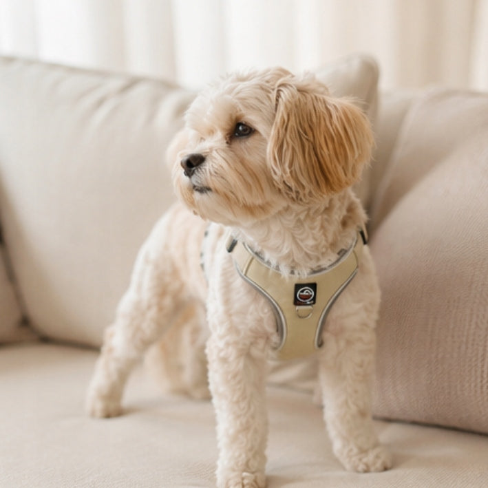 Dog harness guard PRESSURE-FREE for small dog PORTO beige M Kind walking harness