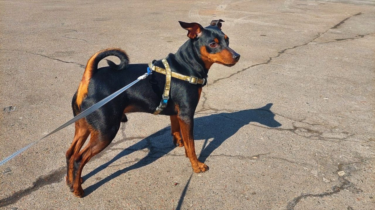 Dog harness with handle + QR ADDRESS FREEBIE, drawing "Military", L Packaging status original