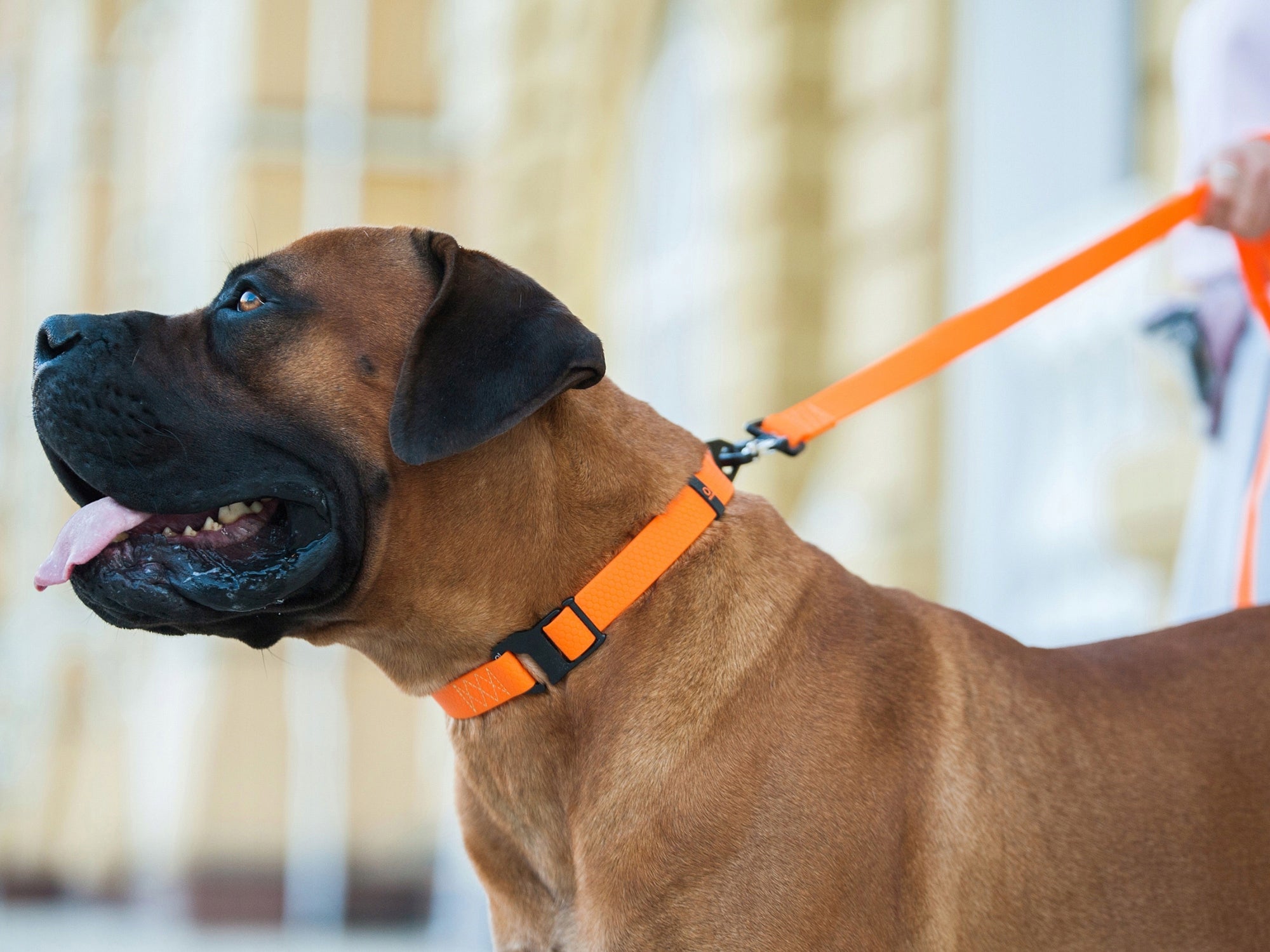 Dog leash EVOLUTOR Strongest waterproof 120 cm 25 mm orange Color orange