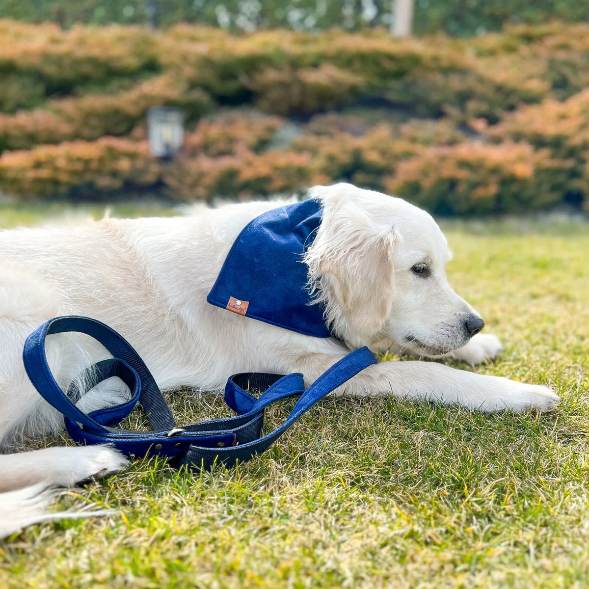 Dog leash, velour, double layer - Navy blue, 2,5cm / 120-200cm Manufacturer code LEAVELG25