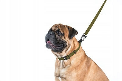 Dog leash waterproof, strongest, durable, khaki, 300 cm 25 mm Maximum leash length 3 m