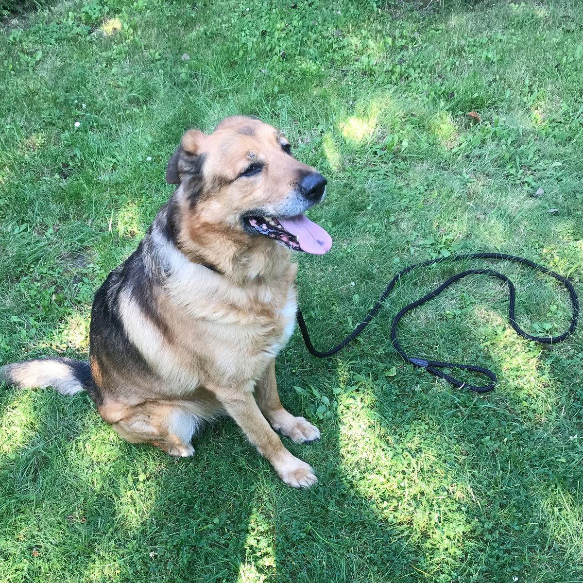 Dog leash with ROPE 260cm. Thick Super Strong-12mm Manufacturer code 5903857130416