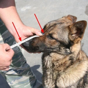 Dog muzzle, DINGO LEATHER BUILT-IN NO. 2 (circumference 28cm) AMSTAFF Brand Dingo