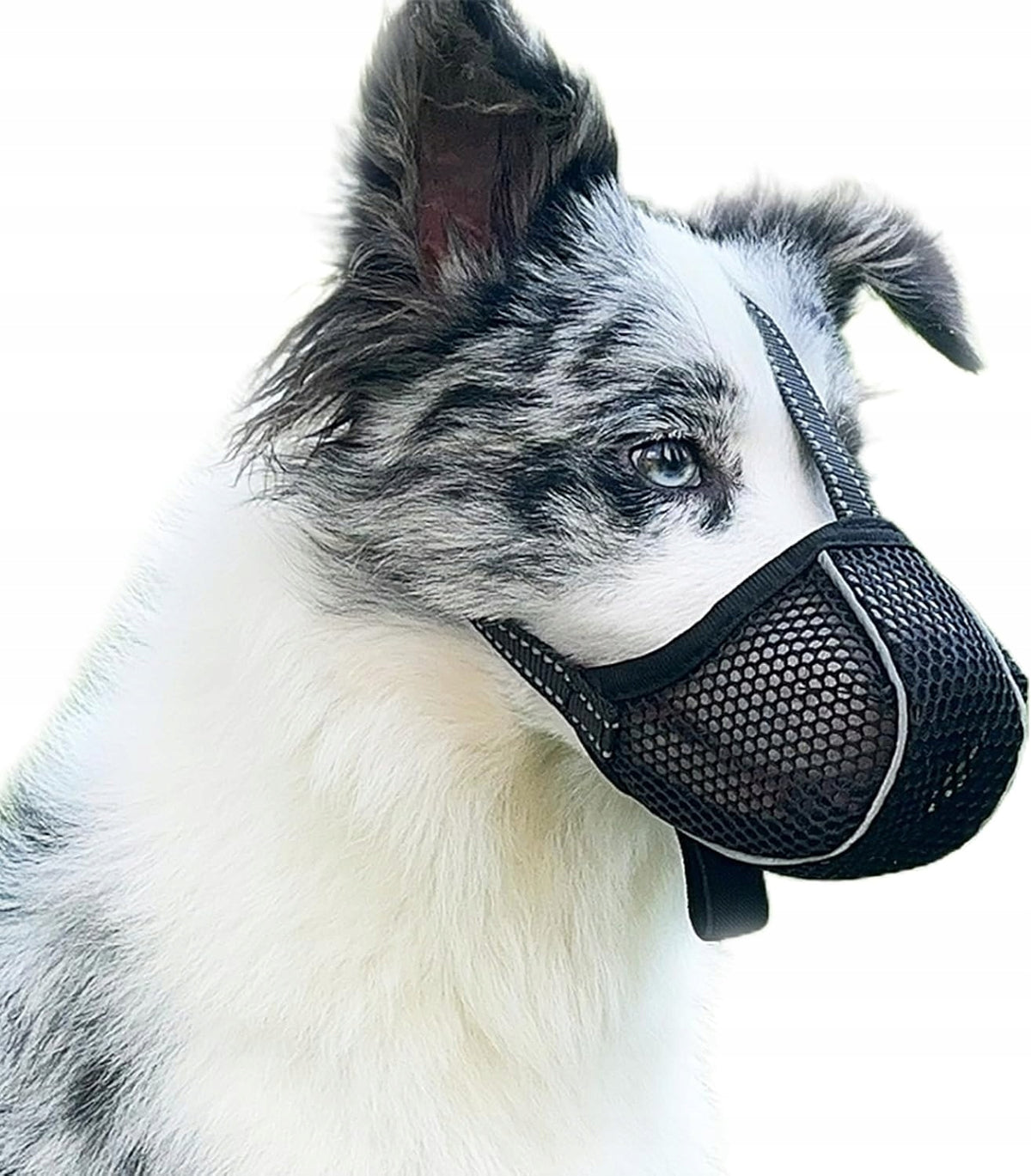 Dog muzzle XL Adjustable Breathable Reflective Against Food