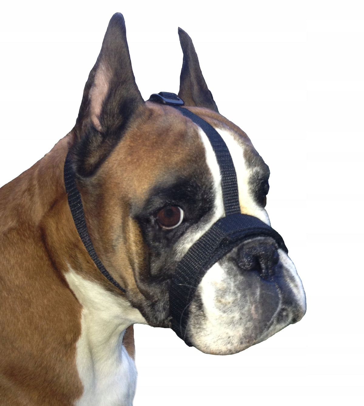 Dog muzzle (brachycefalic) SET Brand Grande Finale