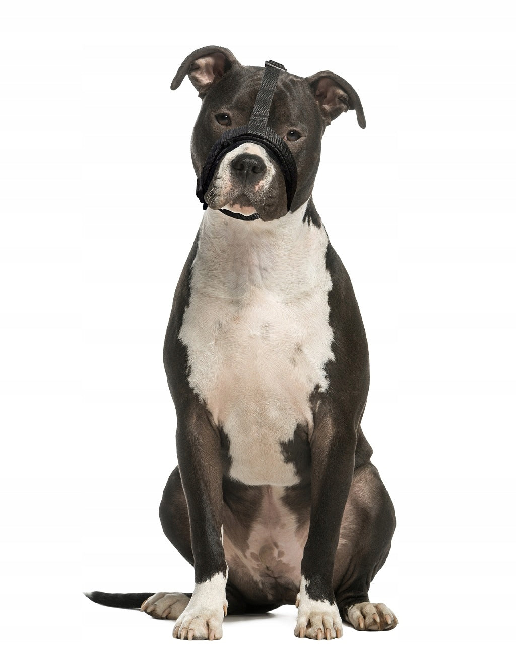 Dog muzzle (brachycefalic) SET