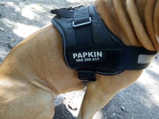 Dog name on patch, reflective overlay for harness Julius 11x3cm Color multicolor
