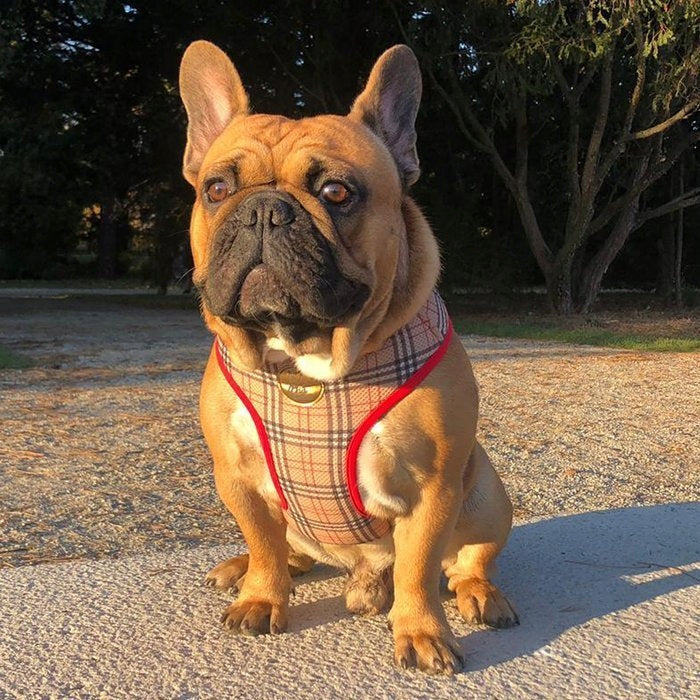 Dogberry Dog Harness without Compression XXS Packaging status original