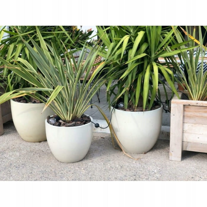 Keramiktopf glasiert, rund, mit Teller, creme, 41 x 34(A) cm 